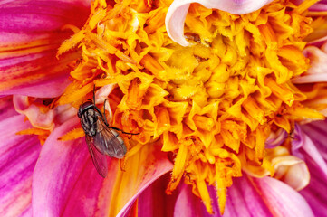 Housefly sitting on flower