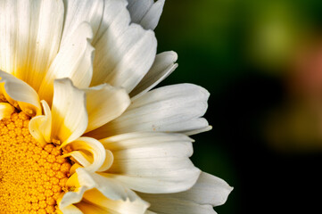 Fototapeta premium Closeup of white flower petals
