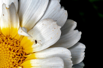 Closeup of white flower petals