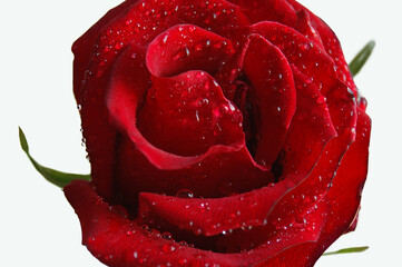 Red rose with water drops. White background.