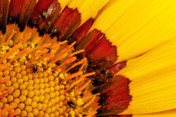 Closeup of yellow flower petals