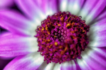 Closeup of purple flower