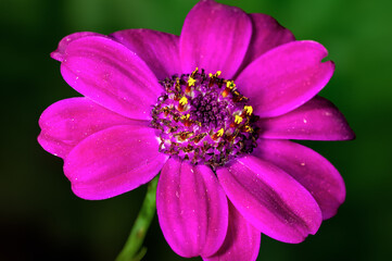 Closeup of pink flower