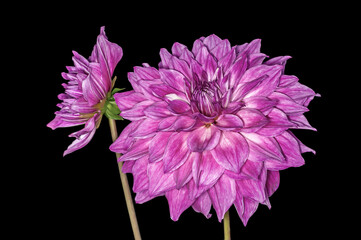 Couple of purple dahlia flower