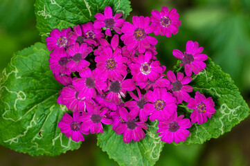 Bunch of flowers on plant