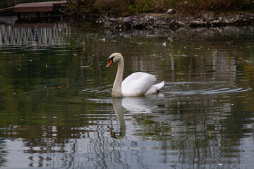 Naklejka premium Elegant white swans swimming in a pond. Calmness and relaxation surrounded by green plants around.