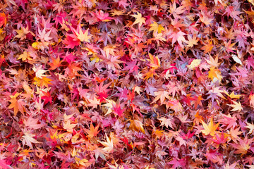 Naklejka na ściany i meble 一面の紅葉の落ち葉の背景写真