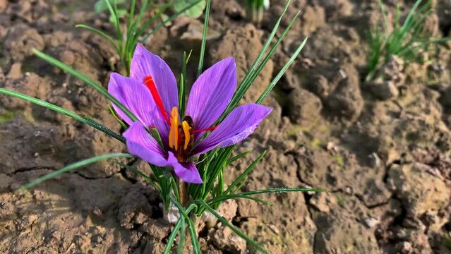 Bee collects pollen from autumn crocus flowers. Season of harvesting stamens for extraction of expensive saffron spices.