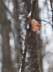 Autumn leaf in the winter garden.