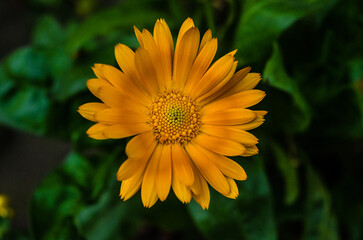 Perfect Flower