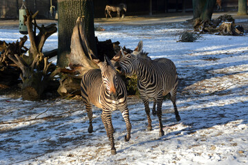 Fototapeta na wymiar Zwei Zebras toben im winterlichen Tierpark