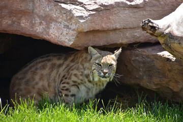 Crouching Iberian Lynx in a Rock Den