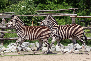 Fototapeta na wymiar Zebras in the Zoo