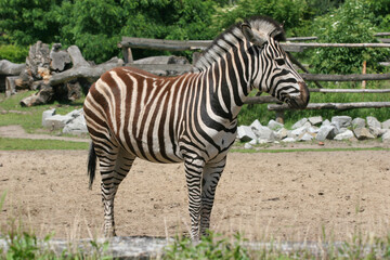 Obraz na płótnie Canvas Zebra in the Zoo