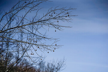 Barren trees at the left of the image with a beautiful blue sky with streaks of white clouds. Loyalhanna Lake, Western Pennsylvania. 