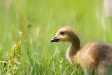 Digital painting of a baby Branta canadensis Canada Goose Gosling waterfowl feeding