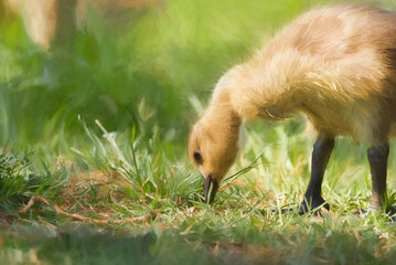 Digital painting of a baby Branta canadensis Canada Goose Gosling waterfowl feeding