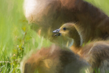 Digital painting of a baby Branta canadensis Canada Goose Gosling waterfowl feeding