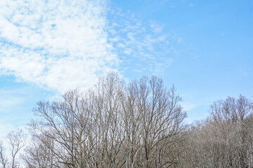 Cold morning with a view of the treetops and beautiful blue sky located at the Loyalhanna reservoir. Located in Pennsylvania. 