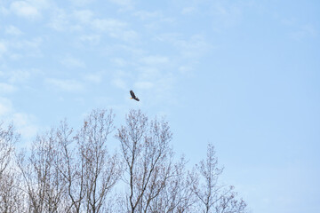 A bald eagle soars above the trees at the Loyalhanna reservoir in Pennsylvania. Blue skies.
