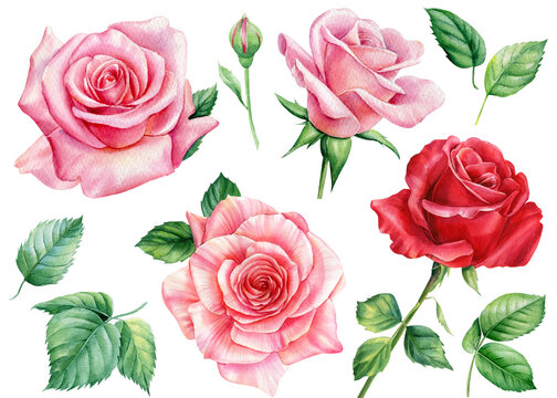 Pink roses flowers, leaves and bud, watercolor illustration