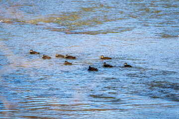 Ducks swimming on a cold morning in the Loyalhanna reservoir located in Western Pennsylvania. 