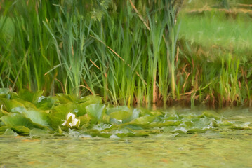 Digital painting of a white waterlily and green lily pads on a pond.
