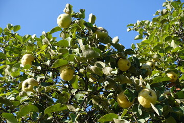 Blue sky and fruits of quince tree in October