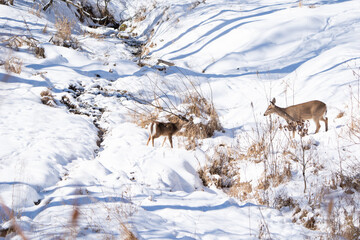 A young whitetail deer waits for its mother to cross the creek. Snow covered mountains in Western Pennsylvania.