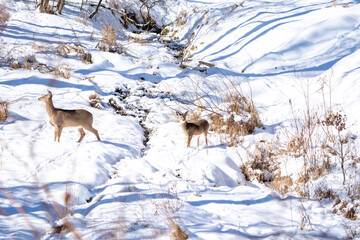 A young, whitetail deer stops out of curiosity while the doe in front leads the way.