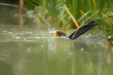 Angling. Digital painting of a fresh water carp caught on a fishing line.