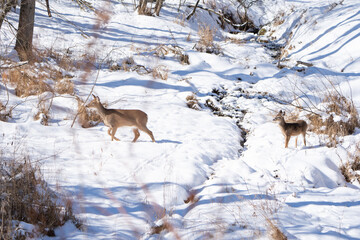 A young, whitetail deer stops out of curiosity while the doe in front leads the way.