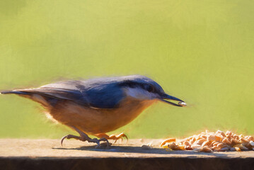 Digital painting of a Eurasian Nuthatch feeding against a clear green background.