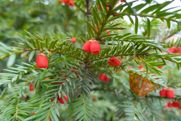 Fleshy red berries of taxus baccata in November