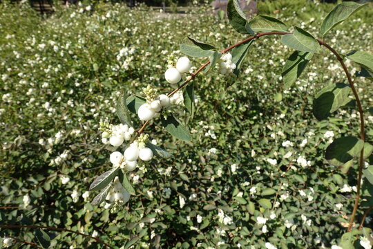 Arch like branch of Symphoricarpos albus with white berries in mid September
