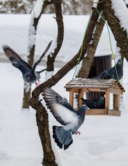Pigeons at the feeder.