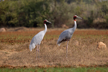 Two Sarus Cranes, Antigone antigone, Panna Tiger Reserve, Madhya Pradesh, India