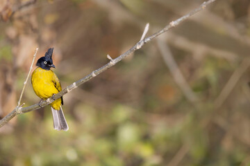 Black-crested Bulbul, Rubigula flaviventris, Uttarakhand, India