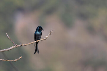 Naklejka premium Black Drongo on tree, Dicrurus macrocercus, Uttarakhand, India