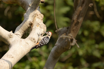 Fulvous-breasted Woodpecker, Dendrocopos macei, male, Uttarakhand, India