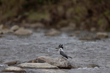 Crested Kingfisher on rock, Megaceryle lugubris, Uttarakhand, India