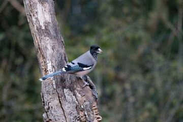 Black-headed Jay, Garrulus lanceolatus, Uttarakhand, India