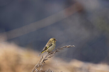 Yellow-breasted Greenfinch, Chloris spinoides, juvenile, Uttarakhand, India