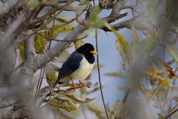 Yellow-billed Blue Magpie, Urocissa flavirostris, Uttarakhand, India