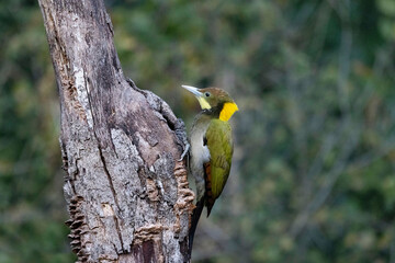 Greater Yellow-naped Woodpecker, Picus flavinucha, Uttarakhand, India