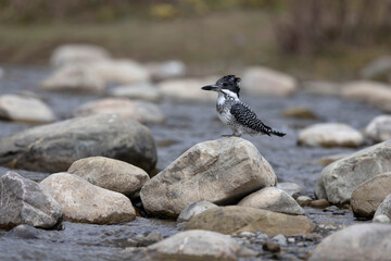 Crested Kingfisher, Megaceryle lugubris, Uttarakhand, India