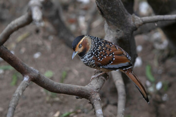 Spotted Laughingthrush, Ianthocincla ocellata, Nepal