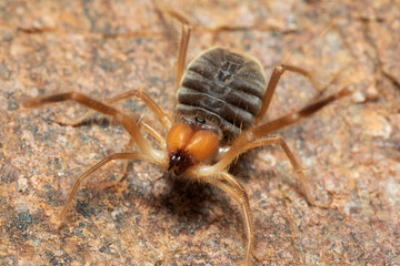 Solifuge or camel spider,  Panna, Madhya Pradesh, India