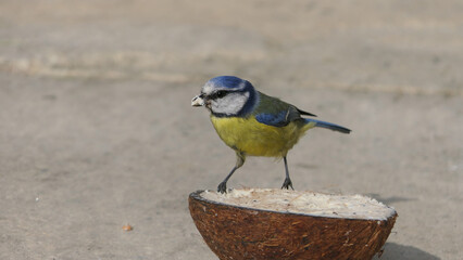 Blue Tit eating from Coconut Suet Shell on ground