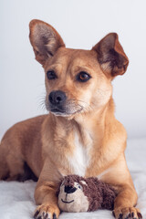 A female mixed-breed dog with big funny ears and an expressive face holding her favourite toy, a stuffed squirrel, between her paws. Vertical portrait of a dog isolated on a clean white background